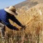 El trigo y sus andanzas en tierras venezolanas